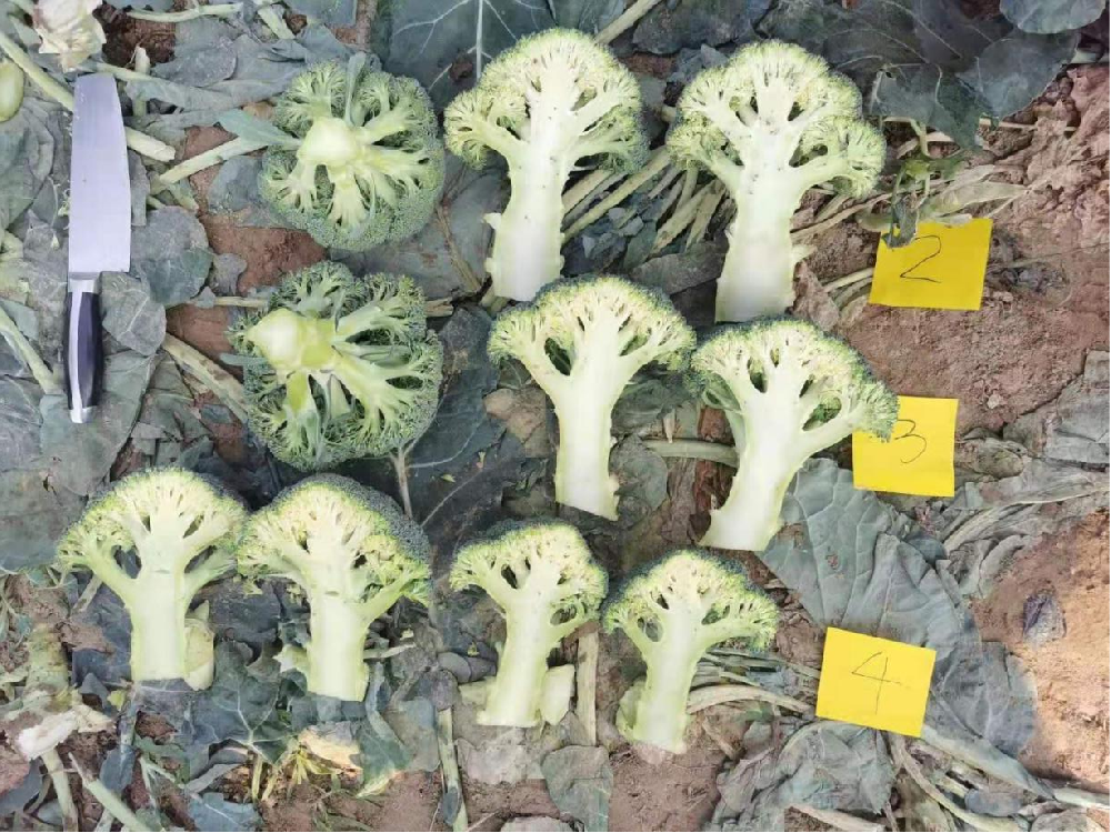 西蘭花品種對比